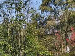 -铁山坪森林公园