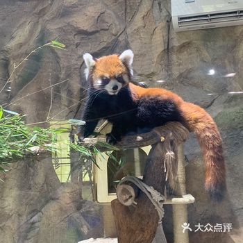 在武汉呆了十年，还是第一次来极地海洋世界