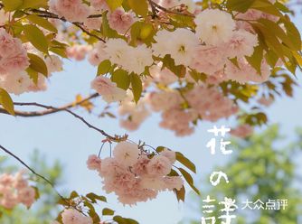 没赶上银杏里的早樱，所幸还有美美的晚樱