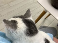 -喵的天空名猫咖啡馆·撸猫·猫舍·用品