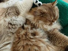 -Let's go狗咖·猫咖·奶狗·桌游(春熙路IFS店)
