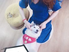 -Husky Go! 哈士奇体验馆·宠物咖啡厅狗咖