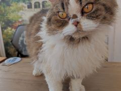 -猫小院猫主题咖啡厅(北锣店)