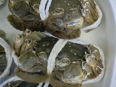-阳澄湖大闸蟹·琼灵阁牌品牌连锁(吴中总店)