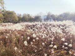 -长兴太湖图影湿地文化园