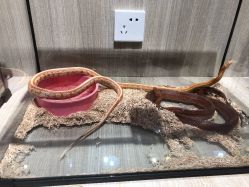 -Moni星球萌宠·小马宝莉·灵蛇·高端高阶全萌宠互动体验俱乐部(红豆国际广场店)