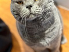 -有猫主题·治愈系猫咖(曾厝垵店)