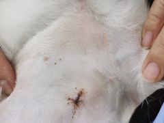 -北京赛佳动物医院