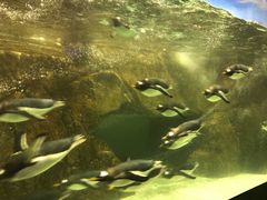 -成都浩海立方海洋公园