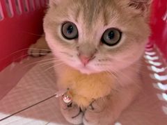 -东方名猫馆·英短金渐层布偶猫舍(环线广场1号楼店)