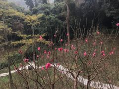 -桃花涧