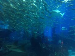 -亚特兰蒂斯水世界冒险乐园