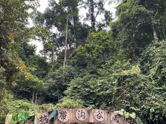 -西双版纳原始森林公园