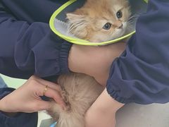 -利又安动物医院··老年病·猫科犬科·中兽医
