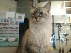 -共舞时光猫咖·狗咖(新街口店)
