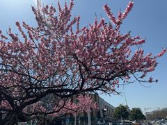 -优衣库(银座店)