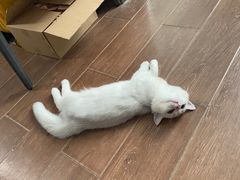 -lincat·猫舍(广州店)