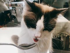 -吉丁鸟咖·异宠·寄养