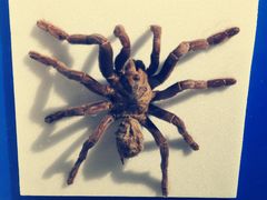 -上海昆虫博物馆