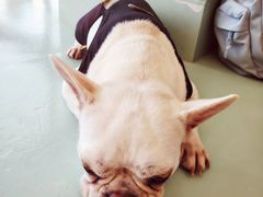 -怪兽屋·羊驼·猫咖·狗咖(俊华广场店)