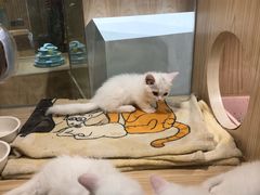 -屋虎猫馆(宝安大仟里店)