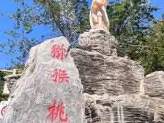 -大岭沟猕猴桃谷风景区