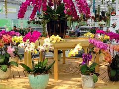 -上海鲜花港