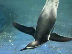 -太平洋海底世界