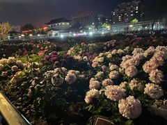 -曹州百花园