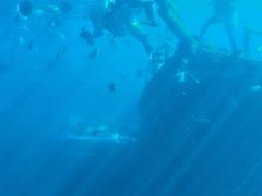 -瑞德姆美人鱼海底演艺主题餐厅(亚龙湾店)