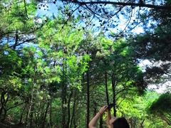 -玉苍山国家森林公园