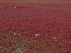 -红海滩国家风景廊道