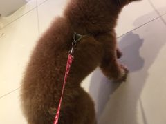 -创凡宠物医院·骨专科  猫科中心(西乡分院)