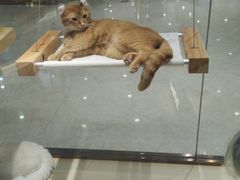 -momokira米努特·德文卷毛猫·棉花面纱犬