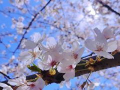 -高东镇樱花园