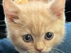 -欣宠猫屋·矮脚拿破仑·蓝金金渐层