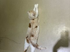 -藏猫猫咖啡主题馆(中央大道店)