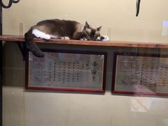 -猫咪博物馆(顶澳仔猫街店)