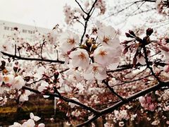 -成都濑川外国语学校