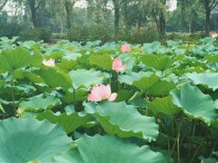 -合肥三国新城遗址公园