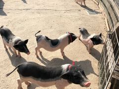 -前小桔亲子创意农场·草莓采摘·露营烧烤