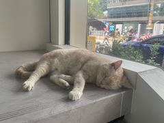 -瑞派动物医院·猫专科·至诚(江南中分院)