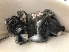 -怪兽屋·羊驼·猫咖·狗咖(俊华广场店)