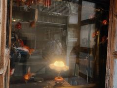 -溪岸路花鸟市场