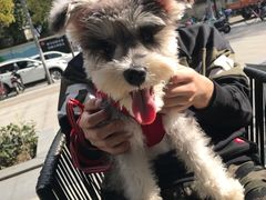 -PETKIT小佩宠物(昭化店)