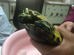 -北京观赏动物医院·24小时大型综合·猫专科·异宠专科