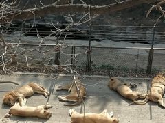 -大连森林动物园