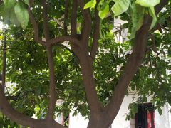 -孝店王酒酿馒头(安昌1店)