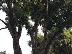 -张坝桂圆林公园