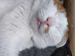 -平行世界·猫咖(首经贸店)